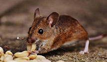 24 Hour & Emergency Exterminators in Selbyville, WV